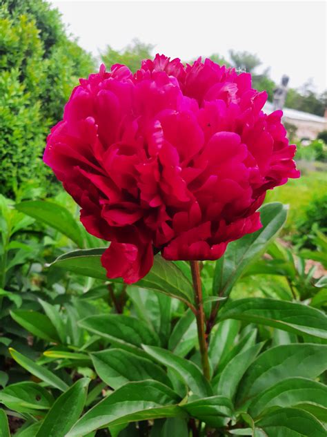 The mesmerizing fragrance of red magic peonies